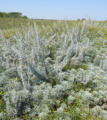 Artemisia sericea