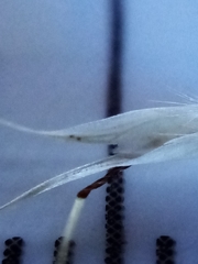 Rytidosperma clavatum