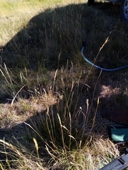 Rytidosperma clavatum