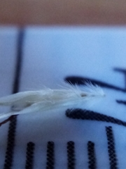 Rytidosperma clavatum