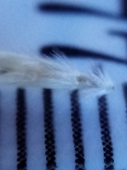 Rytidosperma clavatum