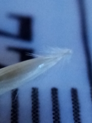 Rytidosperma clavatum