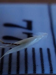 Rytidosperma clavatum