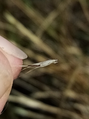 Rytidosperma clavatum