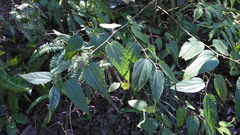 Trema cannabina