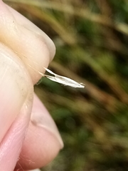 Rytidosperma clavatum