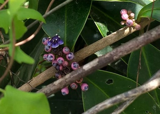 Memecylon caeruleum — ảnh 3