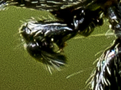 Heliophanus forcipifer