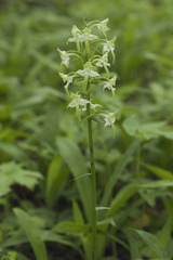 Platanthera densa