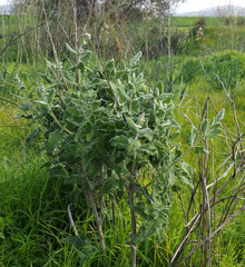 Salvia dominica