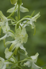 Platanthera densa