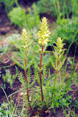 Pedicularis interrupta