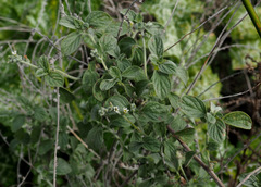 Heliotropium rotundifolium