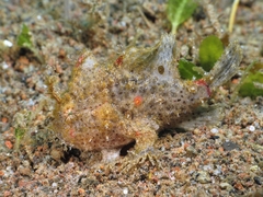 Nudiantennarius subteres