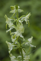 Platanthera densa