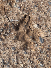 Vulpes vulpes