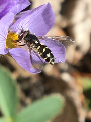 Dasysyrphus intrudens