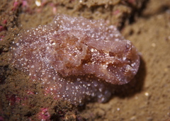 Goniodoris castanea
