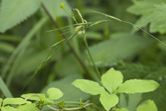 Elymus pendulinus