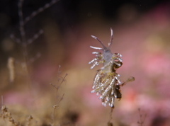 Rubramoena rubescens