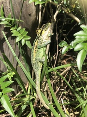 Bradypodion thamnobates