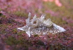 Goniodoris castanea