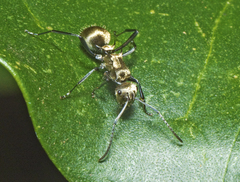 Polyrhachis cupreata