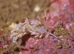 Rubramoena rubescens