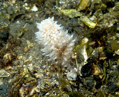 Veretillidae