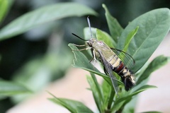 Cephonodes australis