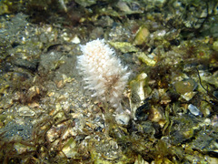 Veretillidae