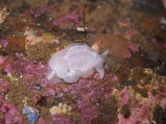 Goniodoris nodosa