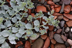 Mertensia simplicissima