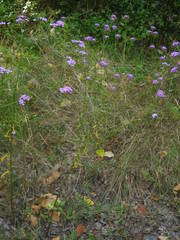 Iberis linifolia intermedia
