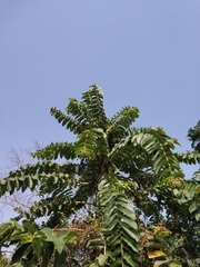 Duabanga grandiflora