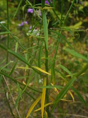 Iberis linifolia intermedia