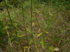 Iberis linifolia intermedia