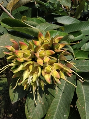 Duabanga grandiflora