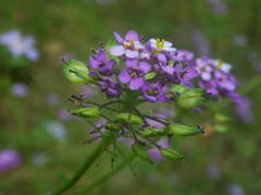 Iberis linifolia intermedia