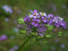 Iberis linifolia intermedia