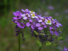 Iberis linifolia intermedia
