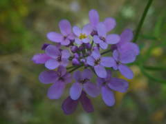 Iberis linifolia intermedia