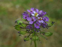 Iberis linifolia intermedia