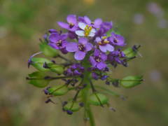 Iberis linifolia intermedia