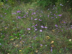 Iberis linifolia intermedia