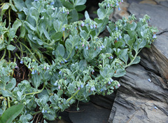 Mertensia simplicissima