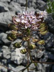 Iberis linifolia intermedia
