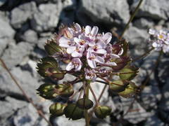 Iberis linifolia intermedia