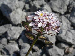 Iberis linifolia intermedia