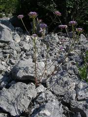 Iberis linifolia intermedia